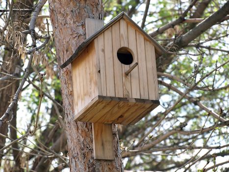 Wooden birdhouse on pine in spring forest. This image has been converted from a RAW-format.