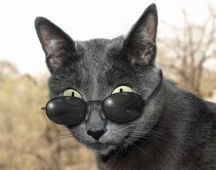 Blue-silver cat with dark sun glasses