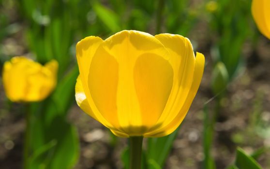 Yellow tulip in the beautiful field in spring.