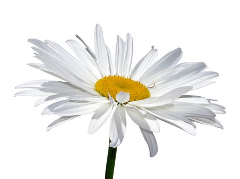 Camomile flower macro isolated over white with clipping path
