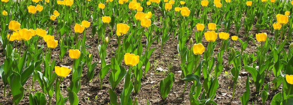 Beautiful yellow tulips field in spring.
