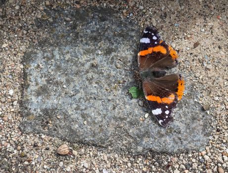 Red Admiral butterfly. Vanessa atalanta sitting on a cobblestone and taking a sunbath