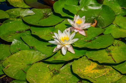 Two white water lilies with green leaves
