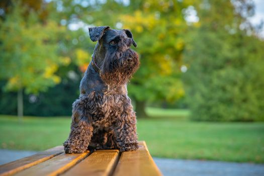 happy dog enjoy play in autumn park