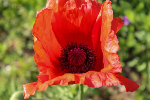 Beautiful red poppy flowers in the sun found in a green garden