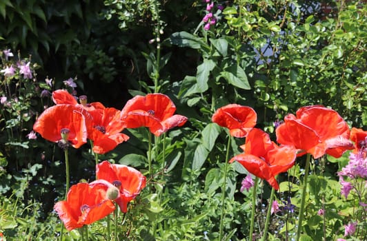 Beautiful red poppy flowers in the sun found in a green garden