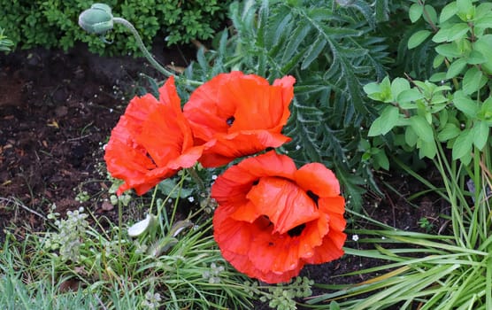 Beautiful red poppy flowers in the sun found in a green garden