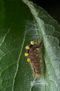 On the underside of this leaf a vapourer catterpillar undertakes the initial stages of weaving a cocoon, with the aim to turn into a rusty tussock moth. Harder light.