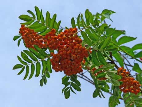 Rowan berries naturally hanging on the tree.