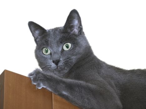 Russian Blue Cat (Burmese Cat) on the door.