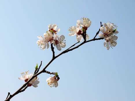 Blossoming an apricot tree on a sky background