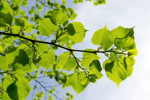 Close up of fresh branch with green leaves against the sky.