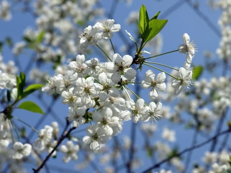 Blossoming of cherry
