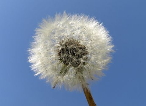 White fall dandelion isolated against blue sky