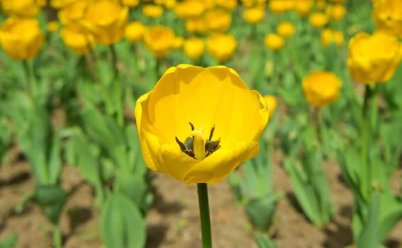 Yellow tulip in the beautiful field in spring.