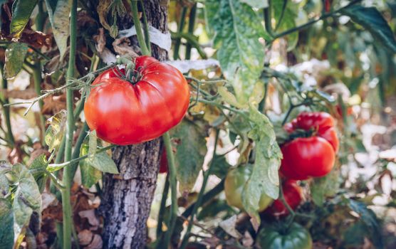 Homegrown Red Fresh Tomato In A Garden. Red organic tomato plant and fruit in the summer light. Bio garden with tomatoes. Homemade tomatoes grown in the garden.