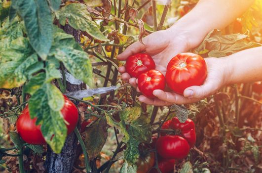 Farmers hands with freshly harvested tomatoes. Freshly harvested tomatoes in hands. Young girl hand holding organic green natural healthy food. Woman hands holding tomatoes.