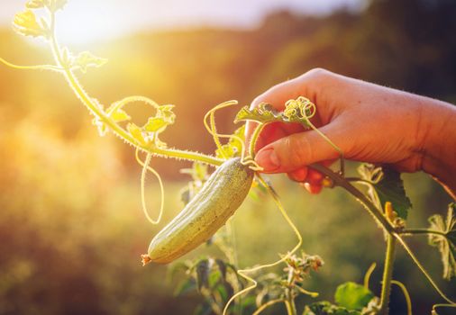 Woman hands holding an organic cucumber, close up hand. Raw Organic Mini Baby Cucumbers Ready to Eat. Ecological vegetable green cucumber.