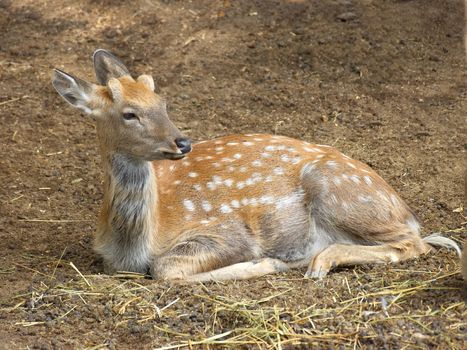 Young spotted fawn