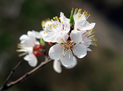 Blossoming an apricot