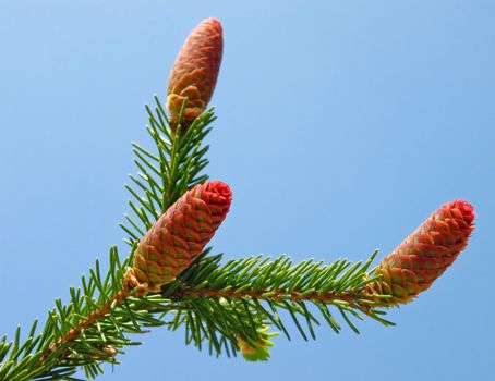 Fir branch with young cones isolated over blue