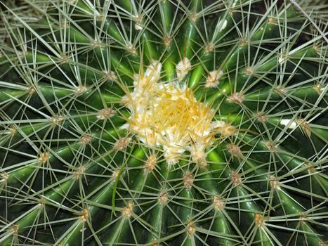 Cactus background