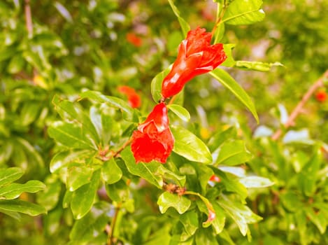 Red flowers with green leaves background in the garden