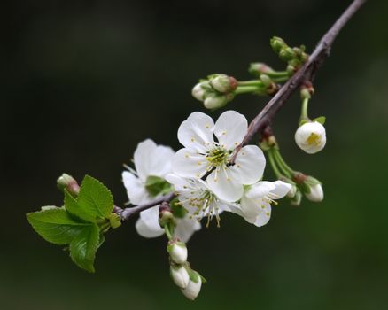 Blossoming of cherry.