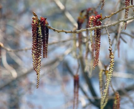 Poplar catkins. Spring blossom.