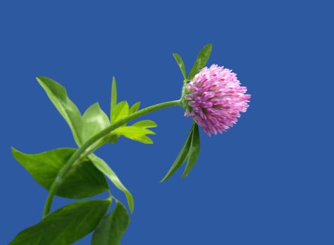 Clover flower macro isolated over blue background. Clipping path.