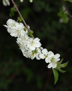 Blossoming of cherry