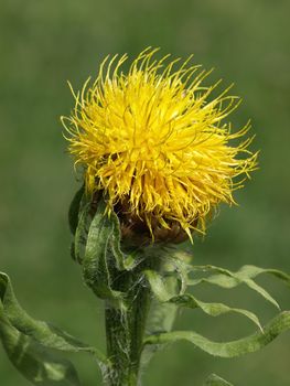 Yellow thistle flower on a sunny day