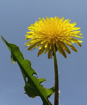 Dandelion weed isolated over blue sky.