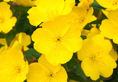 Background of yellow crocuses flowers