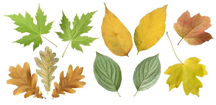Collection of full-size composite photo of various autumn leaves isolated on white background