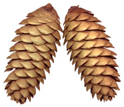 Fir cones, isolated on white. Clipping path.