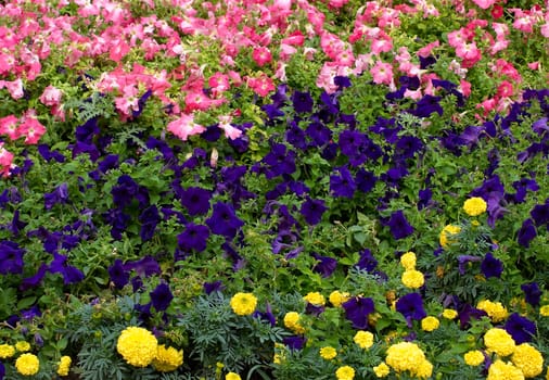 Closeup of flower bed in the garden.