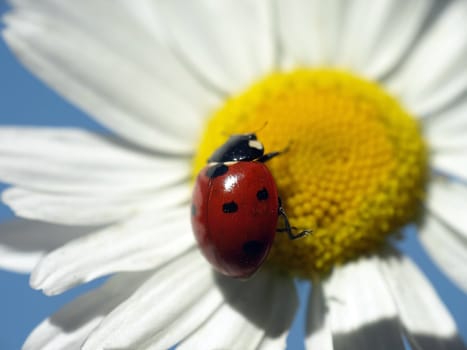 Camomile flower with ladybug on blue background