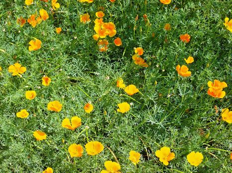 Background with orange flowers on a blossoming lawn
