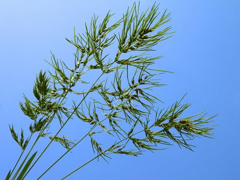 Green grass over blue background