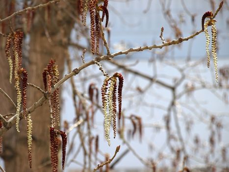 Poplar catkins. Spring blossom.