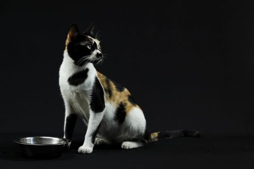 Multicoloured Cat against black background with a stainless steel bowl