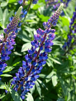 Blue Lupine - close-up. This image has been converted from a RAW-format.