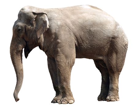 Close up of elephant isolated over white background