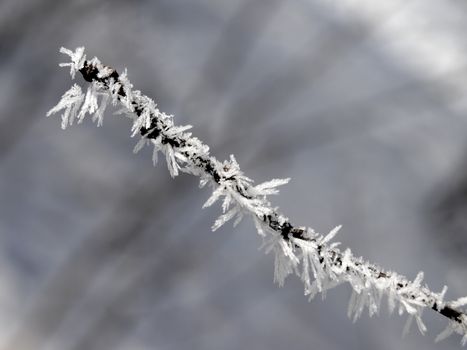 Frozen branch