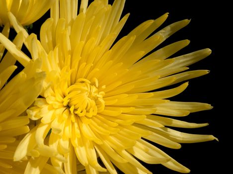 Close-up of colourful yellow chrysanthemum over black background