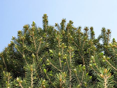 Close-up of fir tree with buds isolated over blue.