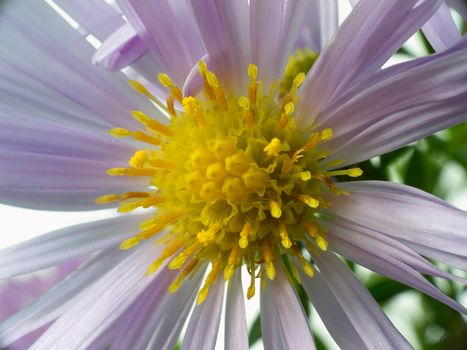 Close-up of violet flower with pistil and stamens