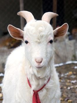 Close up of young white goat in in countryside