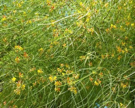 Green leaves background with yellow flowers in sunny day